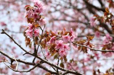 Sakura. Güzel bahar pembe çiçekleri kapanıyor