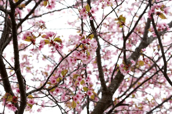 Sakura Primavera Flores Rosas — Foto de Stock