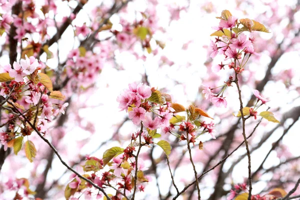 Sakuro Jarní Růžové Květy — Stock fotografie