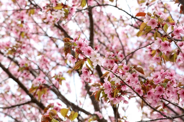 Sakura Vagyok Tavaszi Rózsaszín Virágok — Stock Fotó