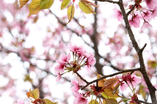 Sakuro Jarní Růžové Květy — Stock fotografie