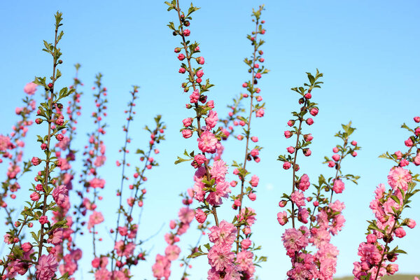 Prunus serrulata. Japanese cherry. Sakura