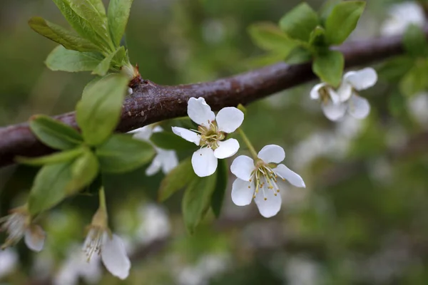 Plum Flowers Spring Blossom — Stock Photo, Image