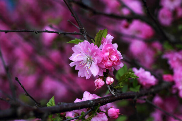 Prunus serrulata. Japanese cherry. Sakura