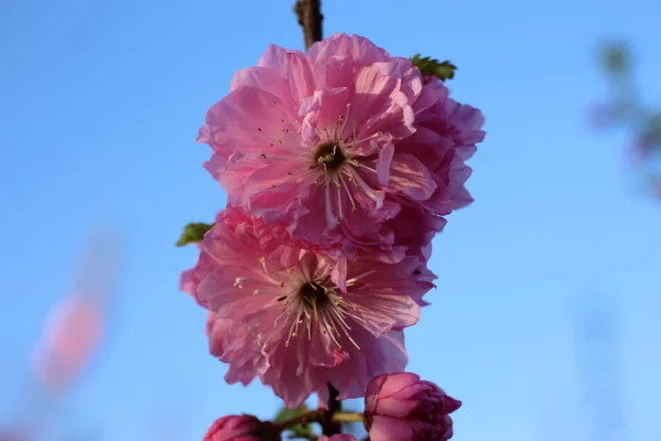 Prunus Serrulata Japonská Třešnička Sakura — Stock fotografie