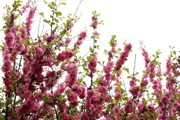 Prunus Serrulata Japanese Cherry Sakura — Stock Photo, Image