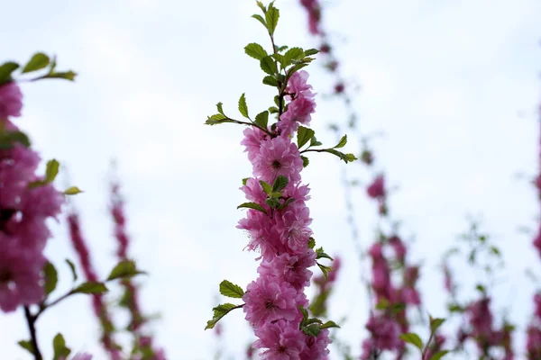 プルナス セルルラータ 日本の桜 さくら — ストック写真
