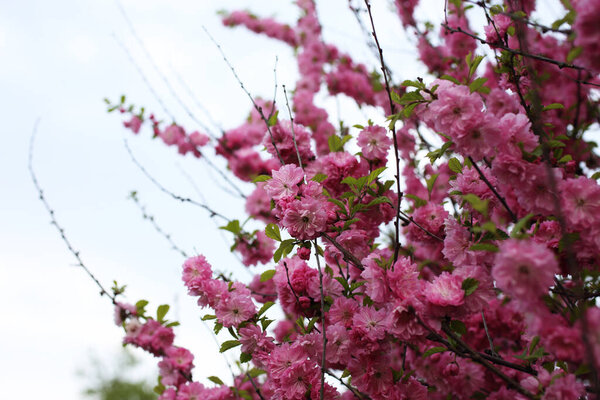 Prunus serrulata. Japanese cherry. Sakura