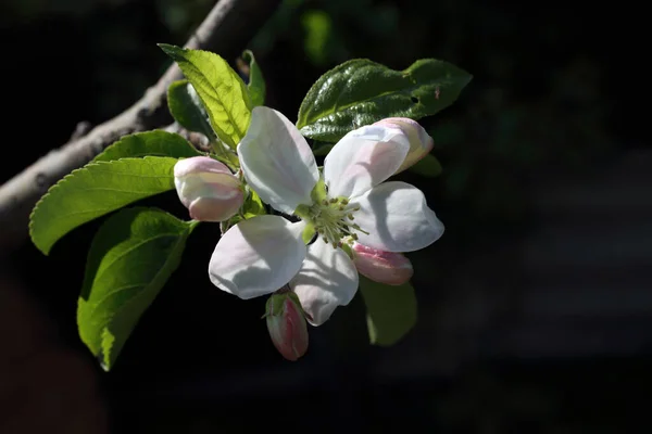 Flor Manzana Fondo Primavera — Foto de Stock