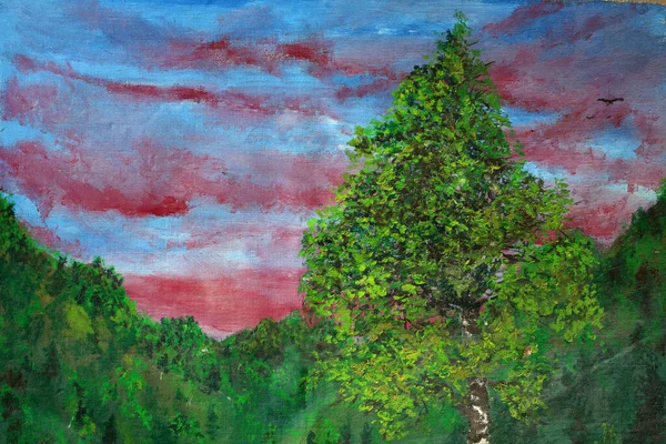 北部森林的桦树和日出 — 图库照片