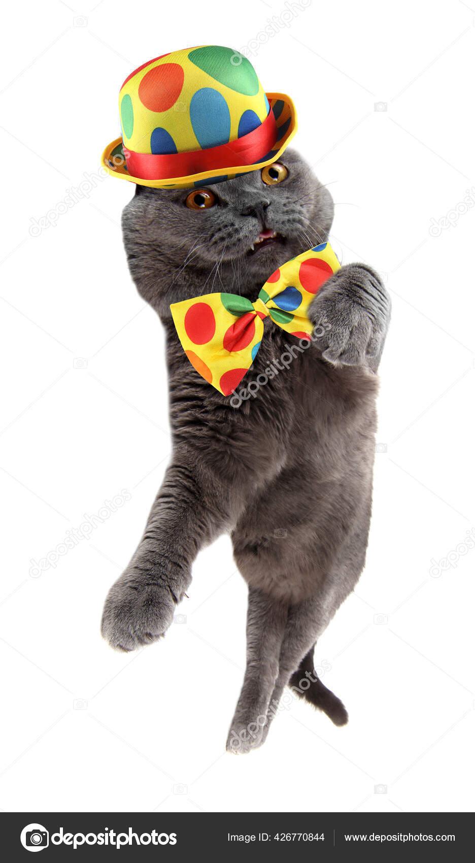 Drôle Danse Clown Chat — Photo de stock par ©Konovalenko - 426770844, image size:936x1700