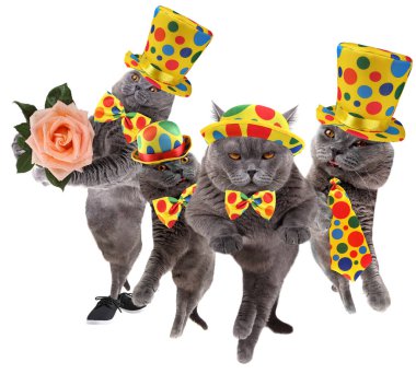 Beyaz soytarı komik kediler.