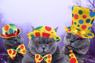 Kara sisli ormanda üç palyaço kedisi