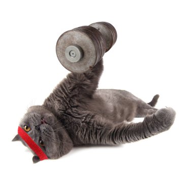Komik vücut geliştirici kedi antrenman yapıyor.