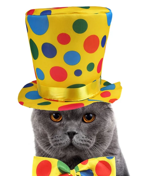 滑稽小丑猫肖像 — 图库照片