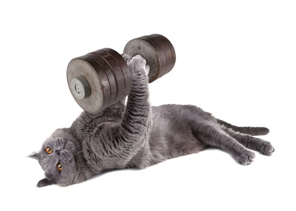 Komik Vücut Geliştirici Kedi Antrenman Yapıyor — Stok fotoğraf