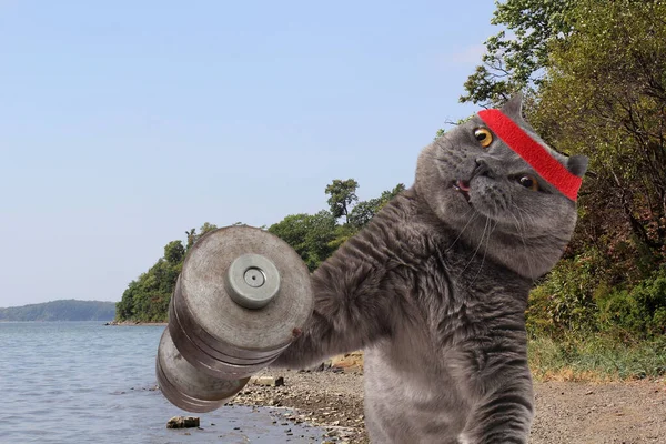 Engraçado Fisiculturista Gato Está Treinando Praia — Fotografia de Stock