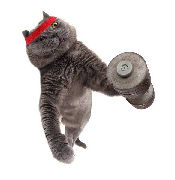 Komik vücut geliştirici kedi antrenman yapıyor.