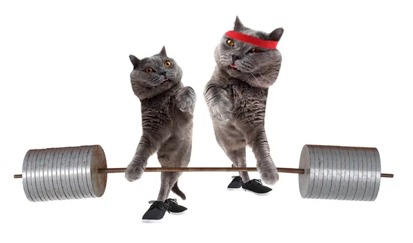 Divertido Culturista Gato Están Levantando Enorme Barbell — Foto de Stock