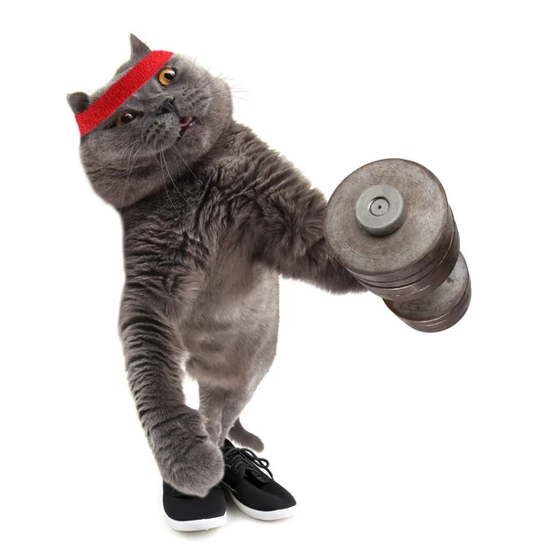 Αστεία Γάτα Bodybuilder Εκπαίδευση — Φωτογραφία Αρχείου