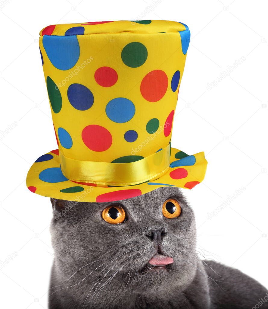 Funny clown cat is showing tongue