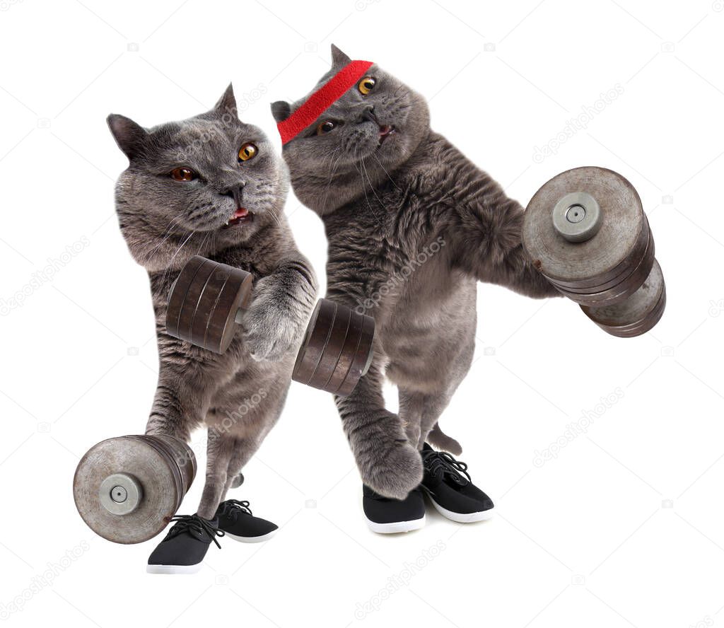 Funny bodybuilder cats are training
