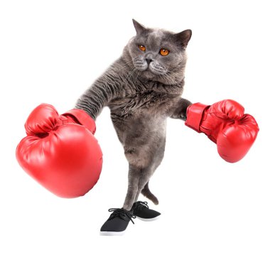 Beyaz tenli komik boksör kedi.