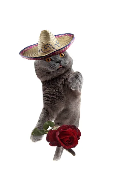 Gato Mexicano Divertido Con Rosa — Foto de Stock