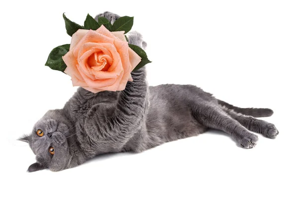 Milá Britská Kočka Drží Růži — Stock fotografie