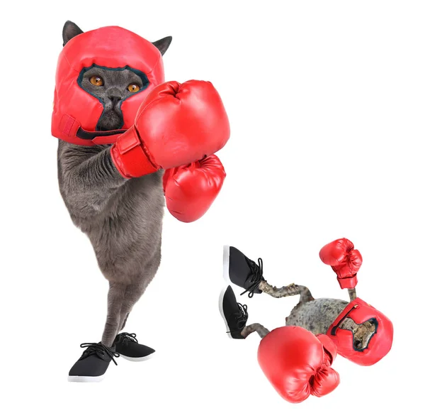 Divertido Boxeo Gato Rana — Foto de Stock