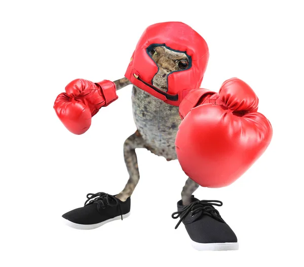 Drôle Boxer Grenouille Avec Gros Poing — Photo