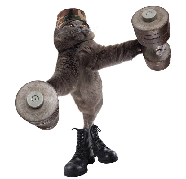 Rolig Armé Katt Tränar — Stockfoto