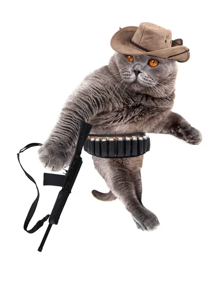 Divertido Moderno Vaquero Gato Con Arma — Foto de Stock