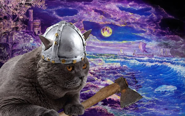 Funny Viking Cat Northern Sea — Stock Photo, Image