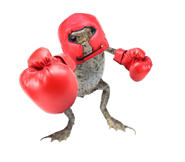 Legrační Boxer Žába Velkou Pěstí — Stock fotografie