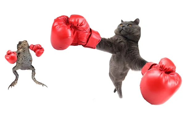 面白いボクシング猫とカエル — ストック写真