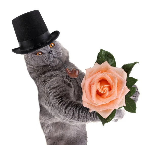 Legrační Britský Gentleman Kočka Růží — Stock fotografie