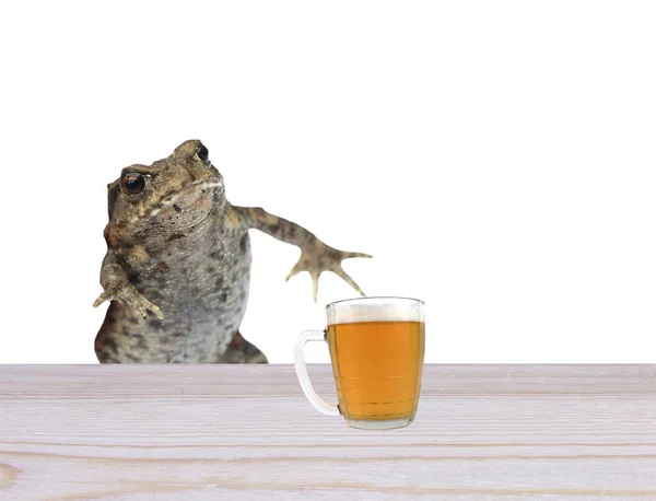 Vtipná Žába Pije Pivo Hospodě — Stock fotografie