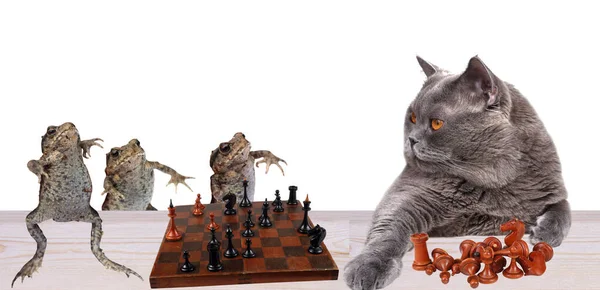 Забавные Жабы Кошка Играют Шахматы — стоковое фото