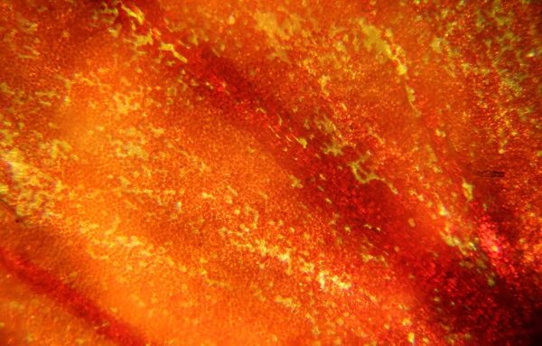 Nasturtium çiçeği. Mikroskop fotoğrafı. Doğa arkaplanı