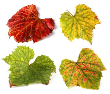 Sonbahar üzüm yaprakları.