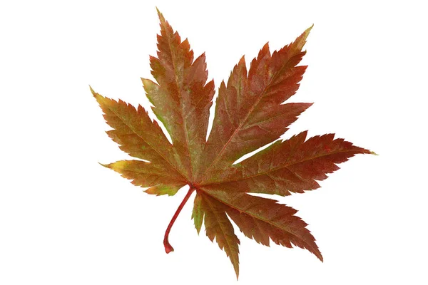 Herbstliches Ahornblatt Detaillierte Retusche — Stockfoto