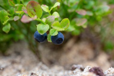 Bilberry (böğürtlen, yabanmersini, Avrupa yabanmersini) bitkisi. Kuzey lezzeti