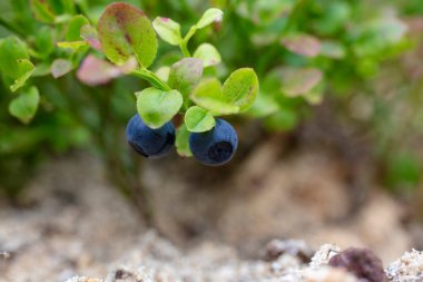 Bilberry (blaeberry, whortleberry, European blueberry) plant. Northern delicacy clipart