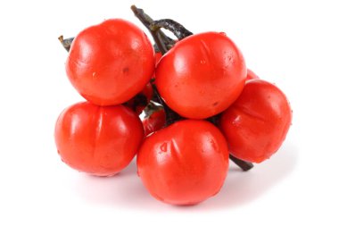 Etiyopya patlıcan (Afrika patlıcan, Solanum aethiopicum, acı domates, nakati)