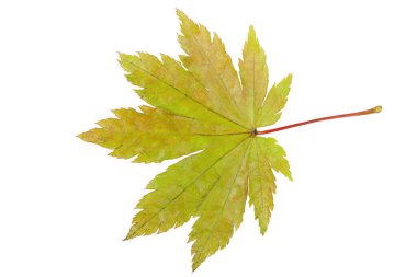 Sonbahar akçaağaç yaprağı beyaza izole edilmiş. Çok detaylı.