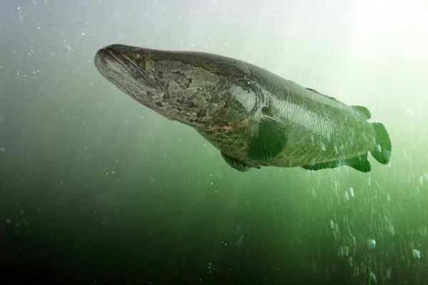 Cabeza Serpiente Del Norte Bajo Agua Channa Argus Peces Asiáticos — Foto de Stock