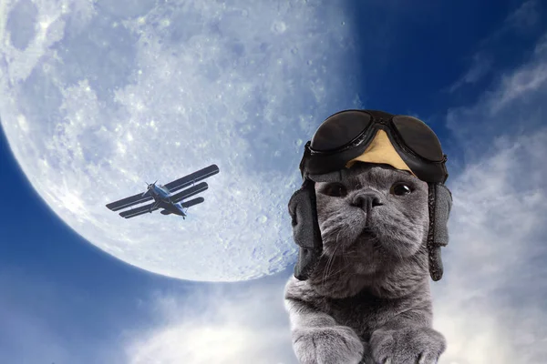 Komik pilot kedi, gökyüzü ve uçak