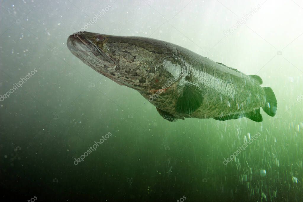 Northern snakehead under water. Channa argus. Asian fish, invasive in USA