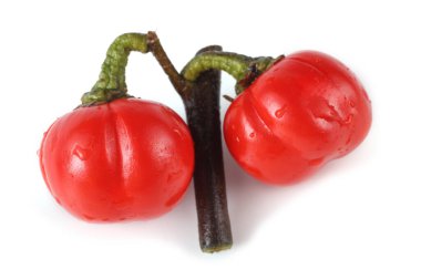 Etiyopya patlıcan (Afrika patlıcan, Solanum aethiopicum, acı domates, nakati)